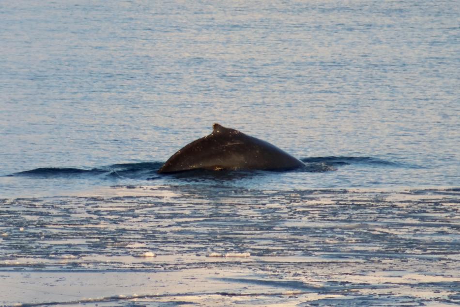 humpback whale