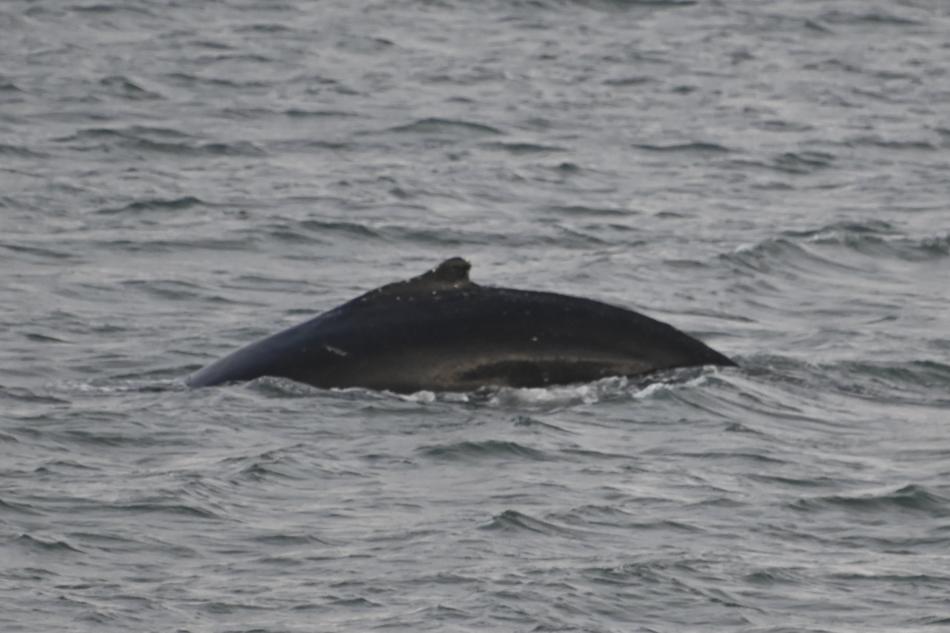 humpback whale dorsal fin