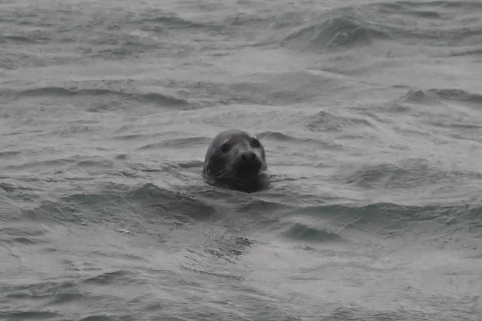 harbour seal
