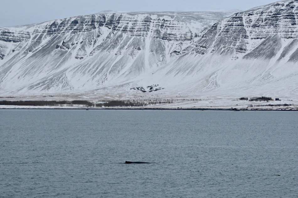 humpback whale and mt esja in the background