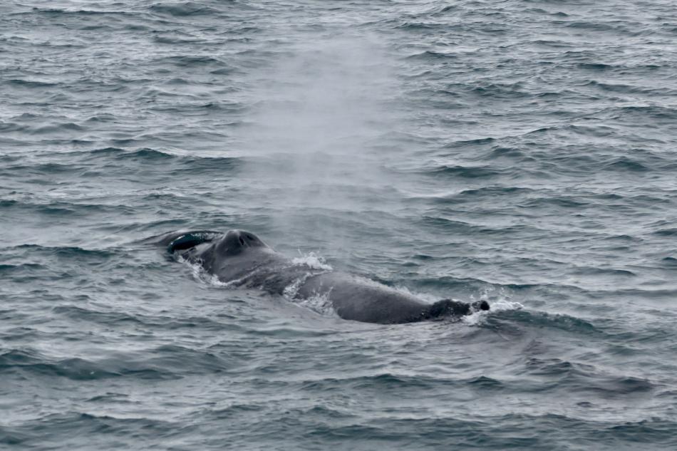 humpback whale