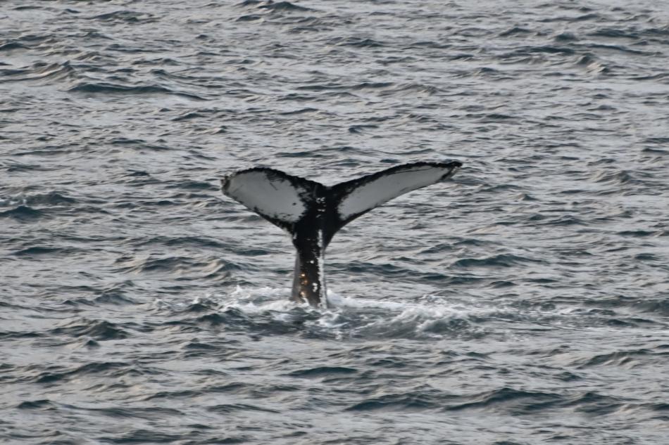 humpback whale fluke