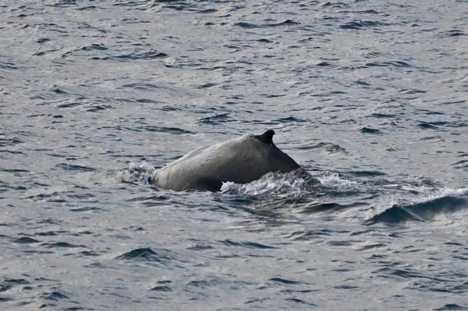 humpback whale dorsal fin