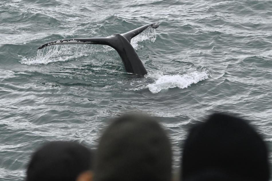 humpback whale and onlookers