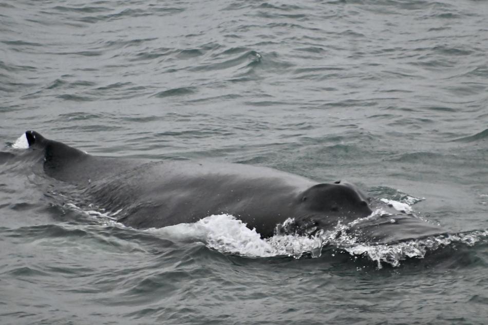 humpback whale