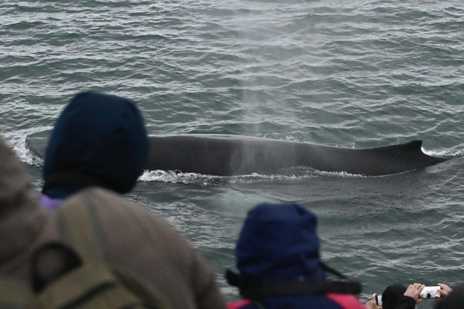 humpback whale and passengers