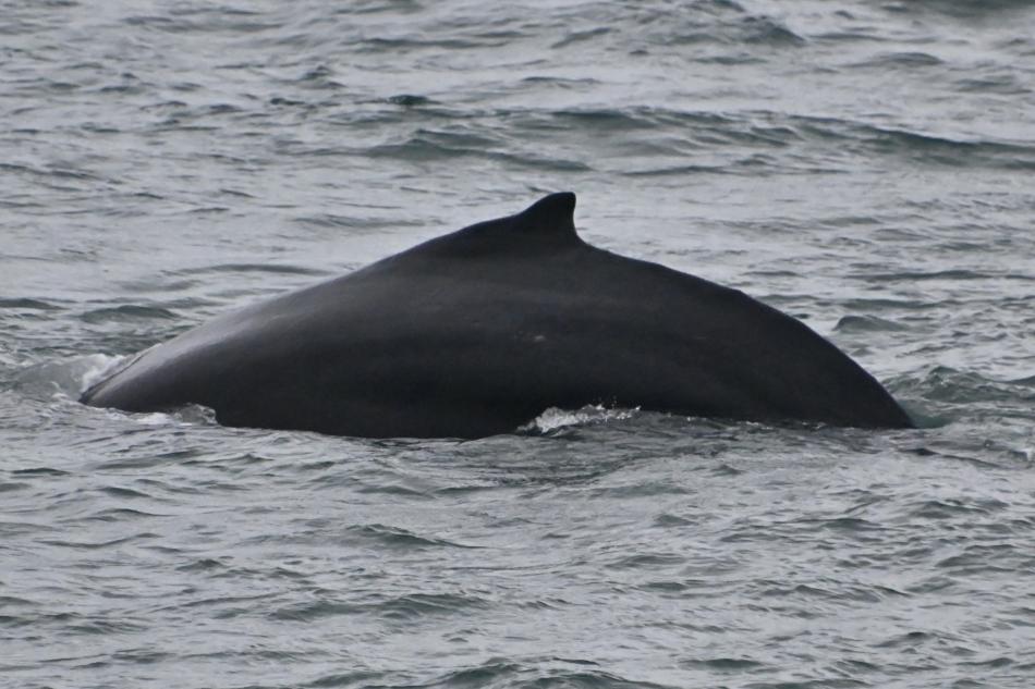 humpback whale dorsal fin