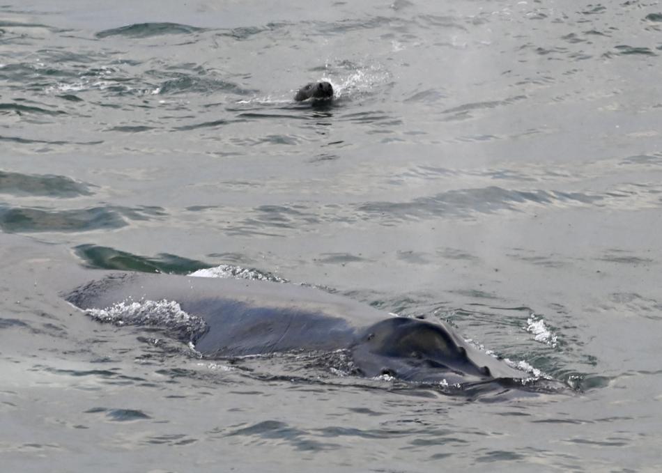 humpback whale and grey seal