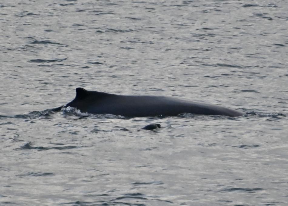 humpback whale and grey seal
