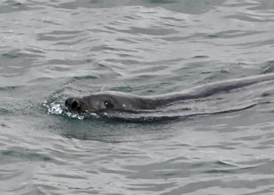 grey seal