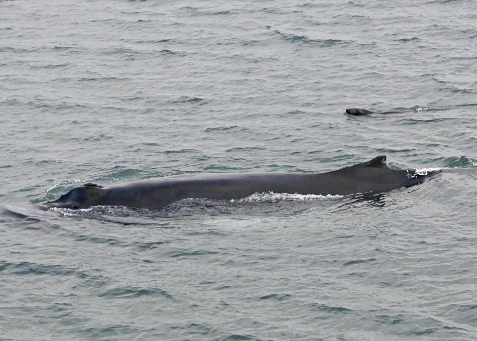 humpback whale and grey seal