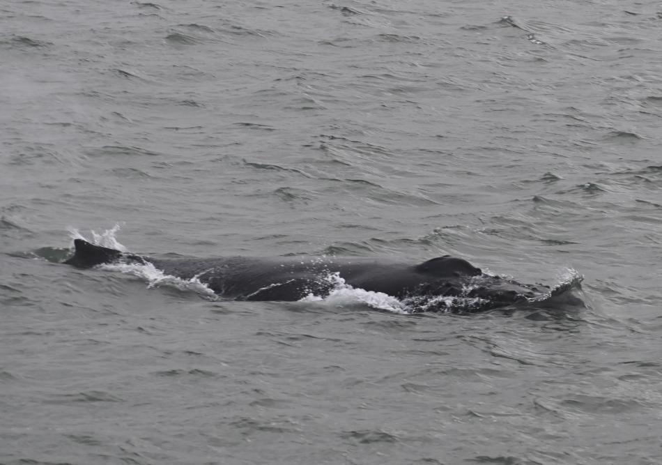 humpback whale