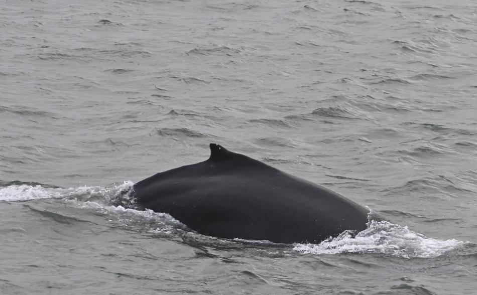 humpback whale dorsal fin