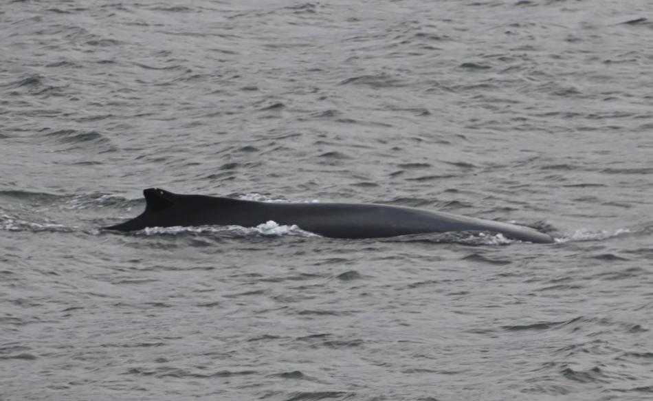 humpback whale dorsal fin