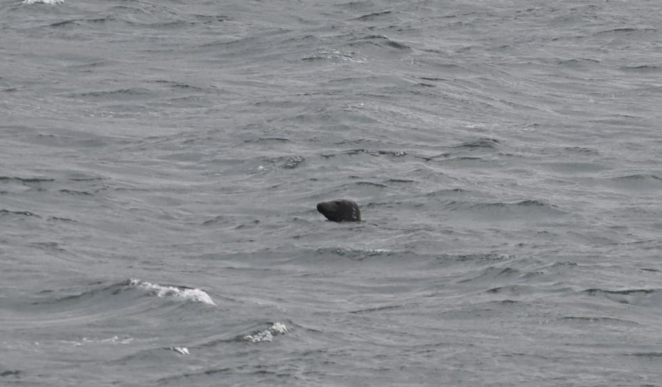 grey seal