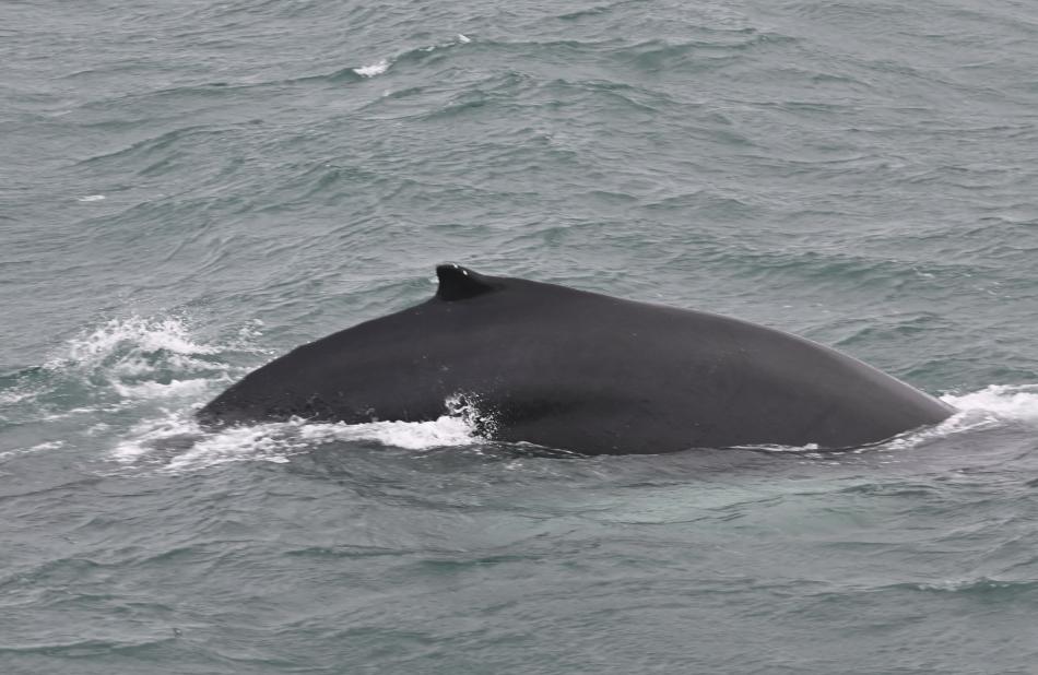 humpback whale dorsal fin