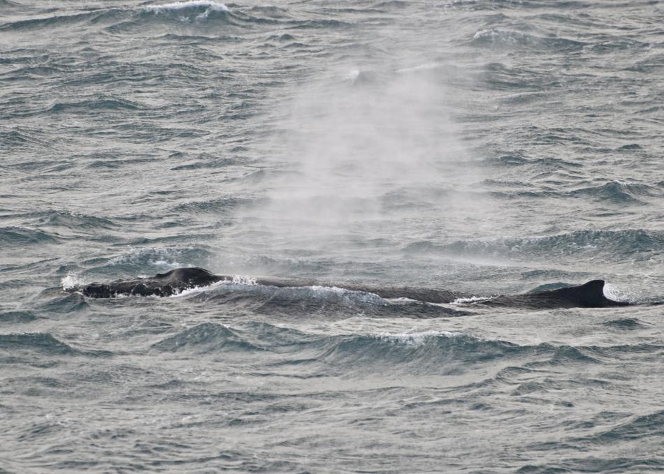 humpback whale