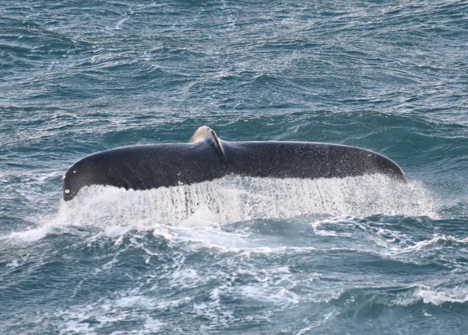 humpback whale fluke