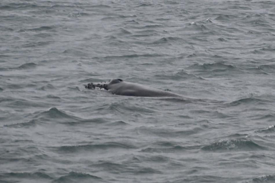 humpback whale