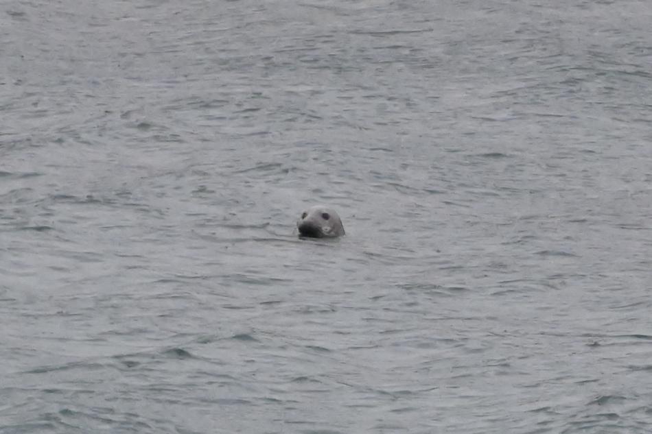 grey seal