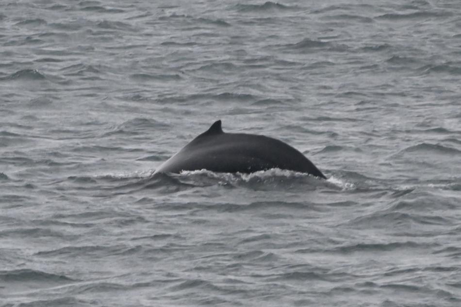 humpback whale dorsal fin