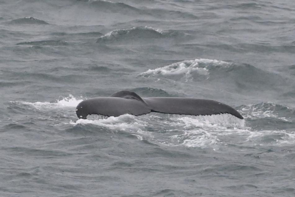 humpback whale fluke