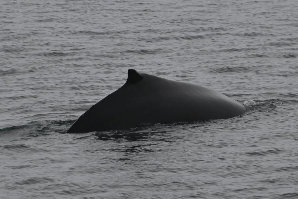 humpback whale dorsal fin
