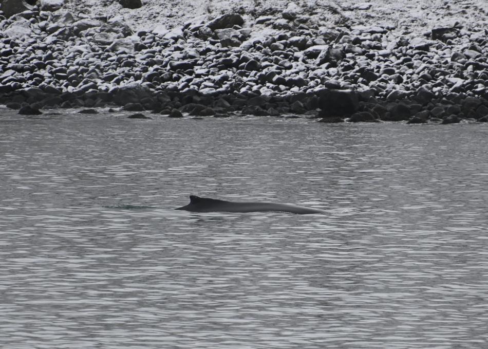 humpback whale near land