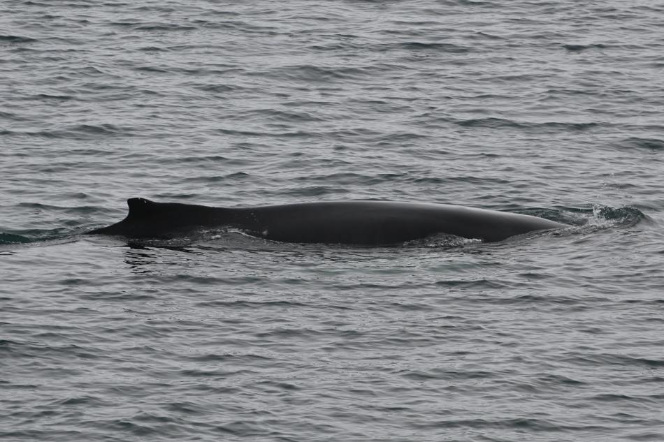 humpback whale
