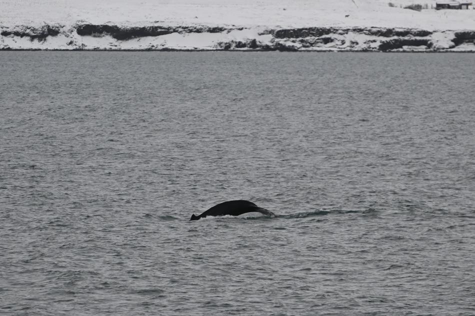 humpback whale fluke