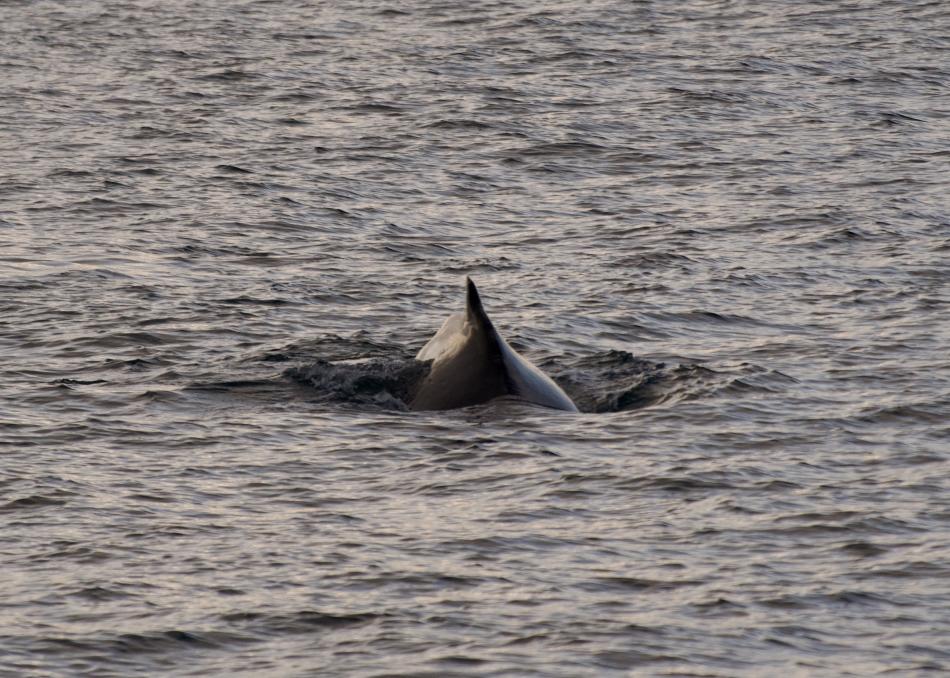 humpback whale dorsal fin