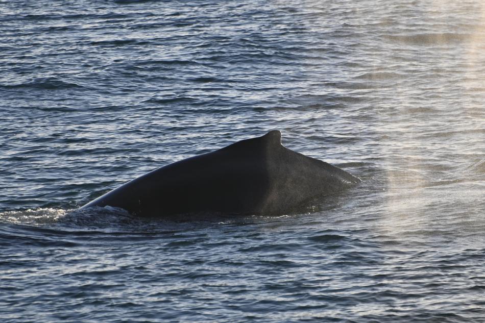 humpback whale dorsal fin