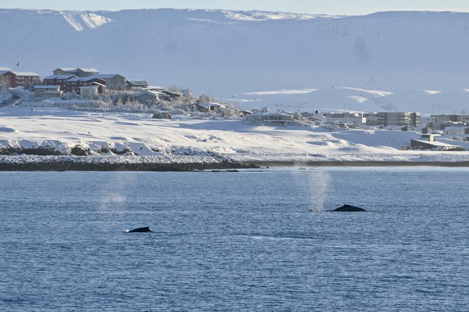 humpback whales near land