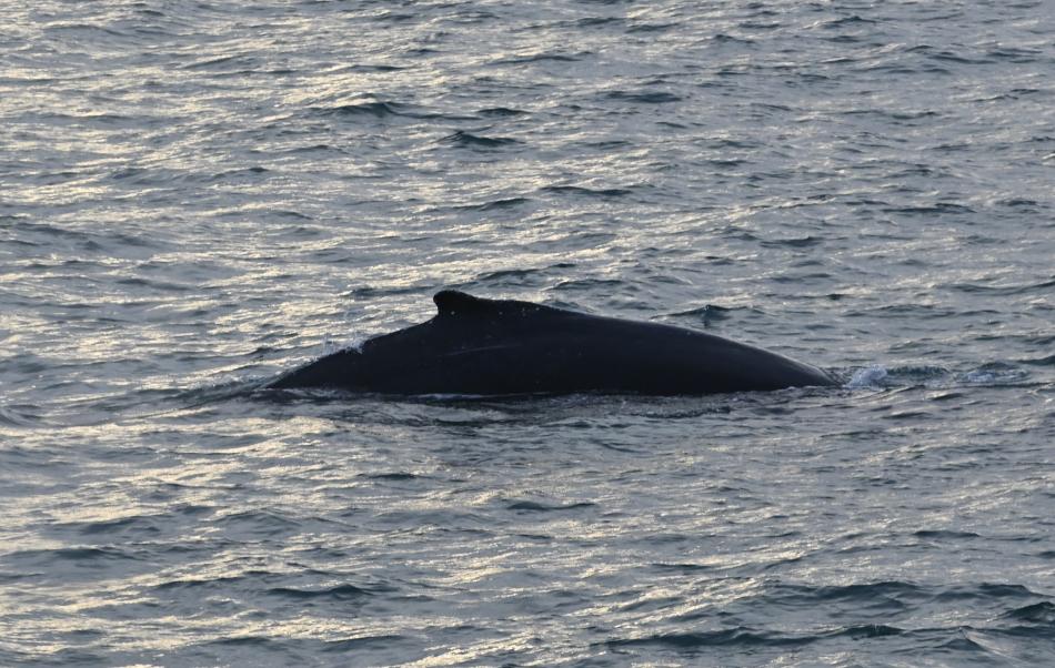 humpback whale
