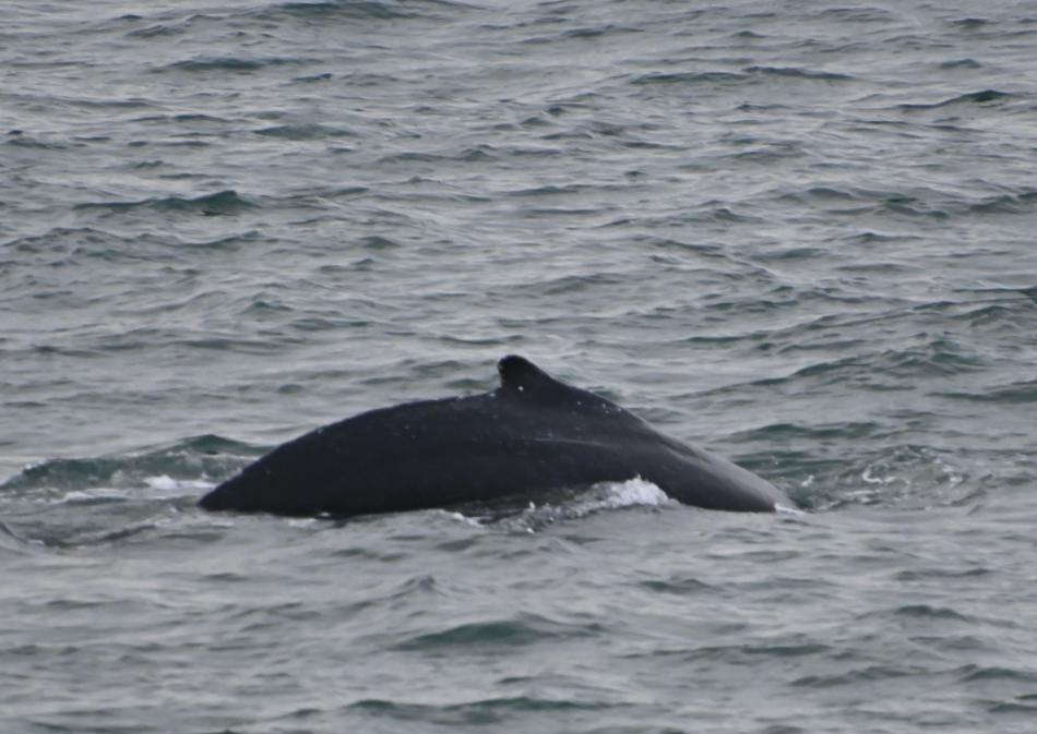 humpback whale