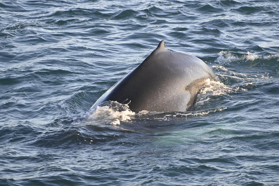 humpback whale dorsal fin