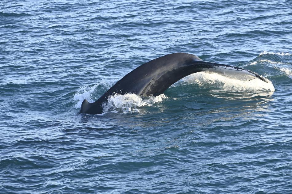 humpback whale fluke