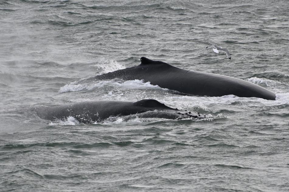 humpback whale dorsal fins