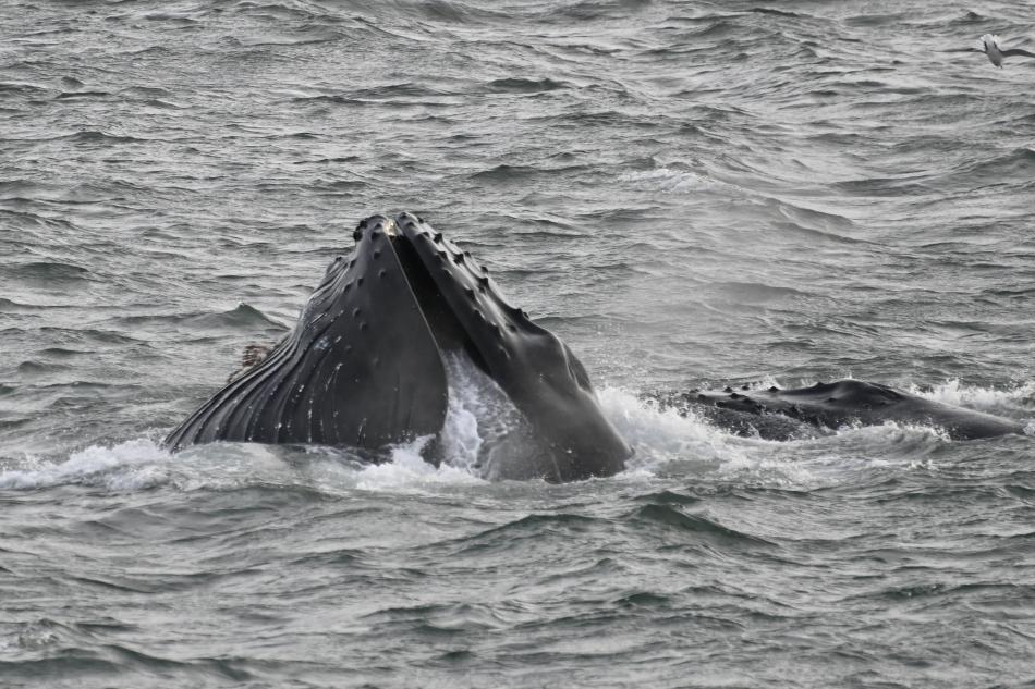 lunge feeding humpback whales