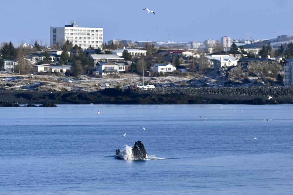 lunge feeding humpback whale