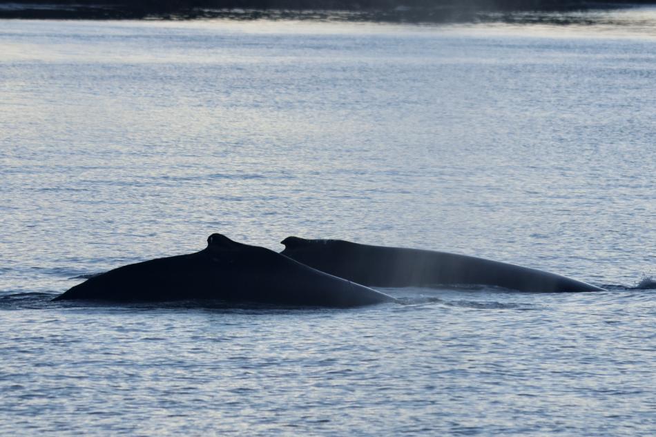 humpback whales