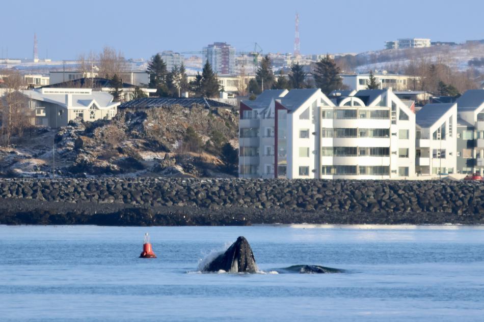 humpback whales in hafnarfjörður