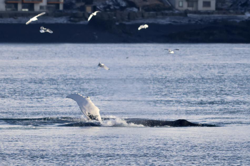 humpback whale pectoral fin