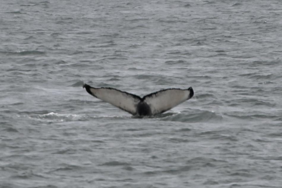 humpback whale fluke