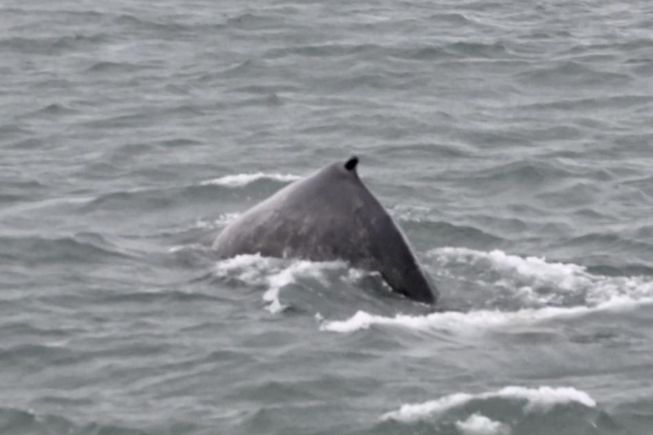 humpback whale dorsal fin