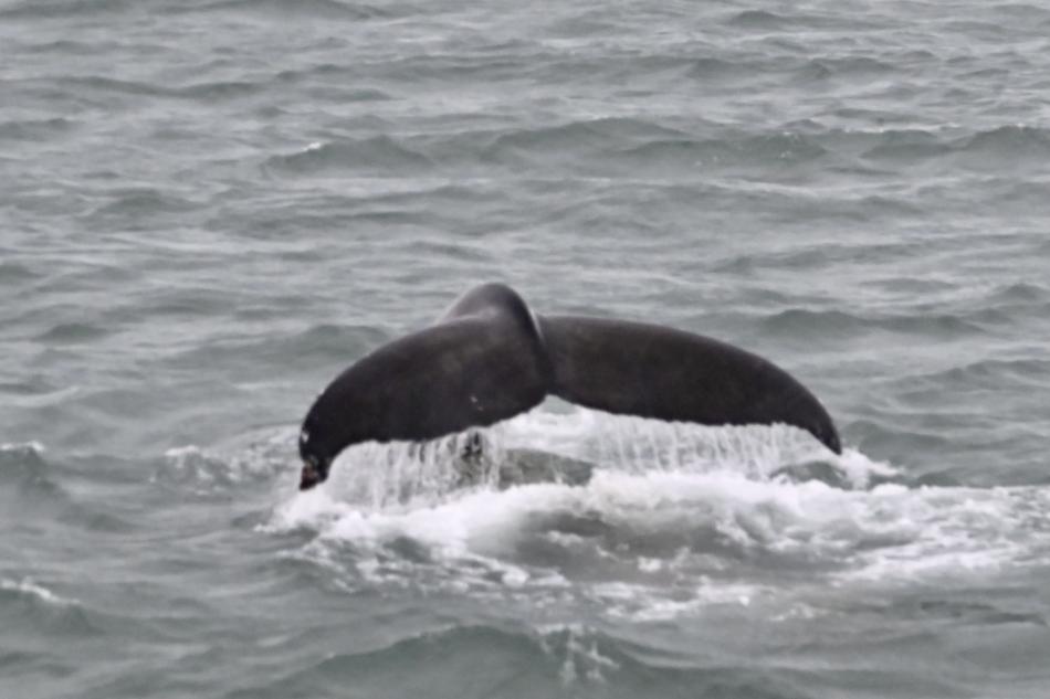 humpback whale fluke