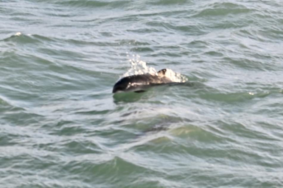 harbour porpoises