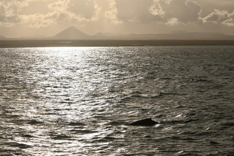 humpback whale and keilir mountain
