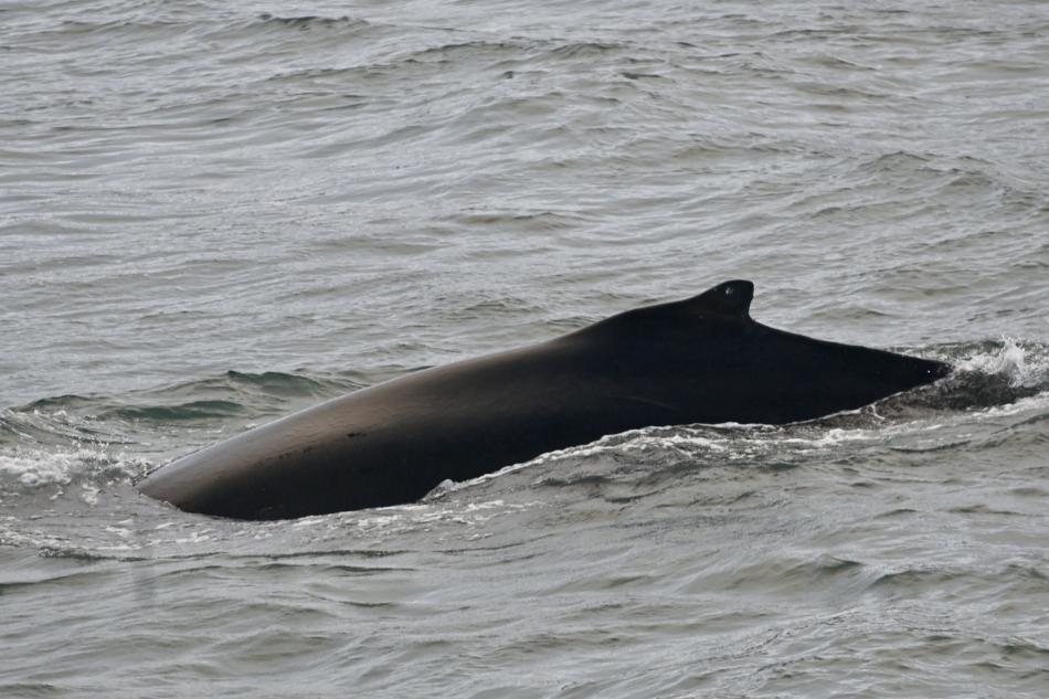 humpback whale dorsal fin