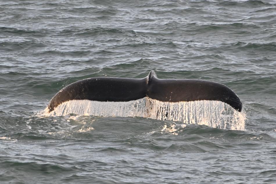 humpback whale fluke